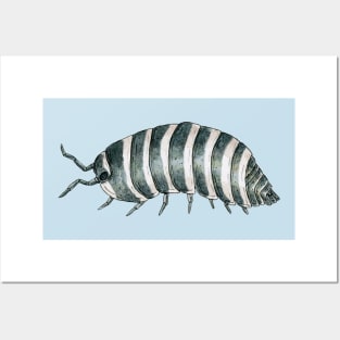 Armadillidium maculatum- Zebra Isopod Posters and Art